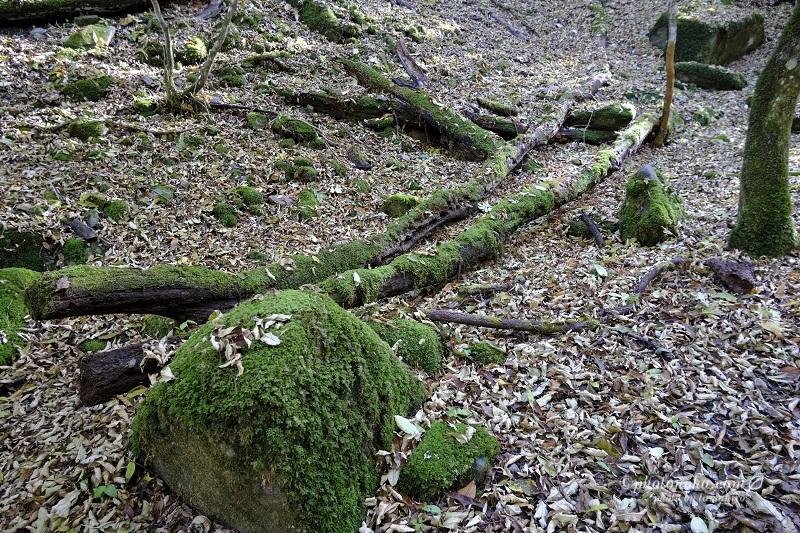 苔むした岩と枝